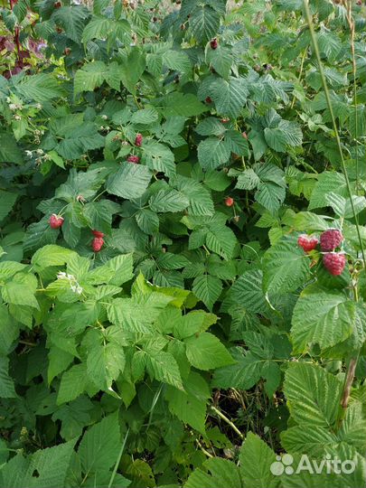 Ремонтантная малина