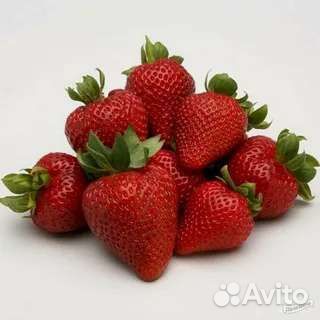 Саженцы клубники