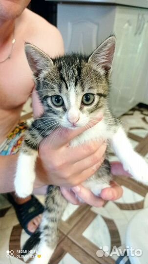 Котики-суетологи