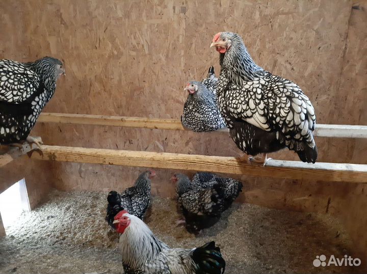 Инкубационное яйцо Виандот