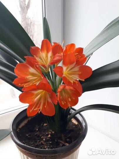 Кливия оранжевая