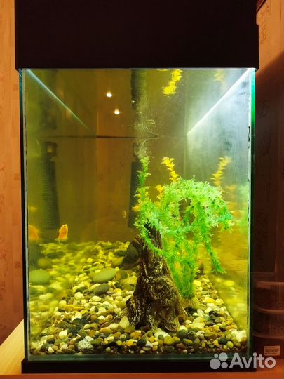 Аквариум