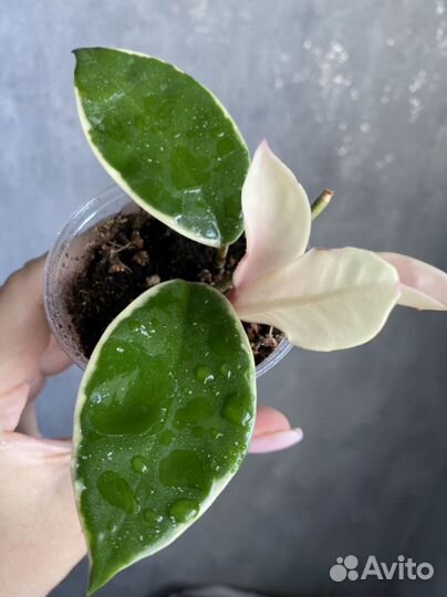 Хойя Кримсон Квин и паразитика альбомаргината