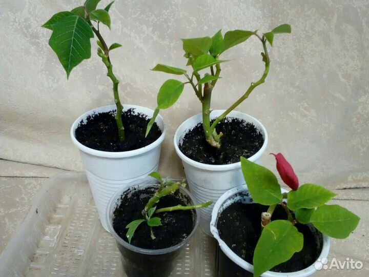 Комнатные цветы