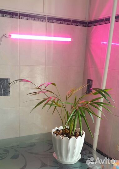 Комнатные растения