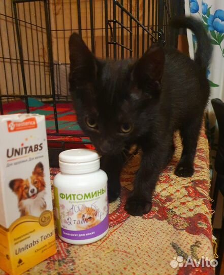 Спасенные котята ищут дом