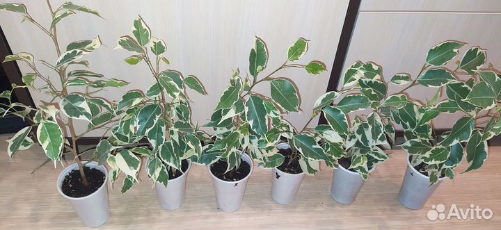 Фикус Бенджамина Старлайт