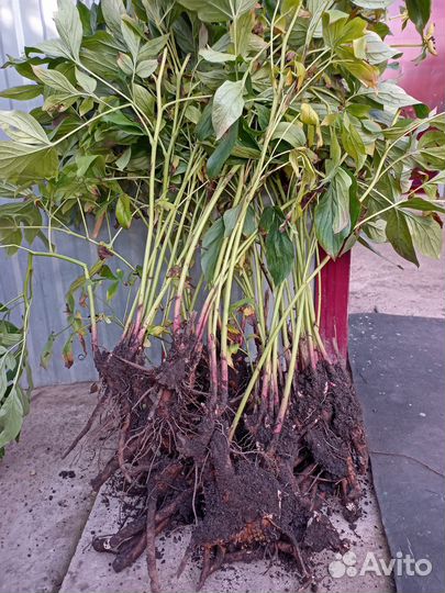 Пионы саженцы корни