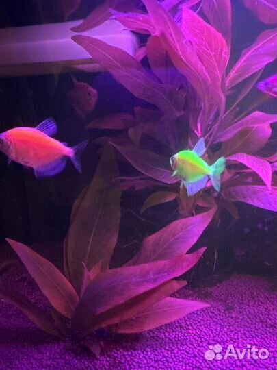 Отдам тернеции