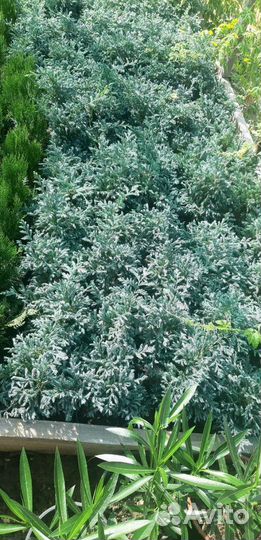 Декоративные и хвойные растения