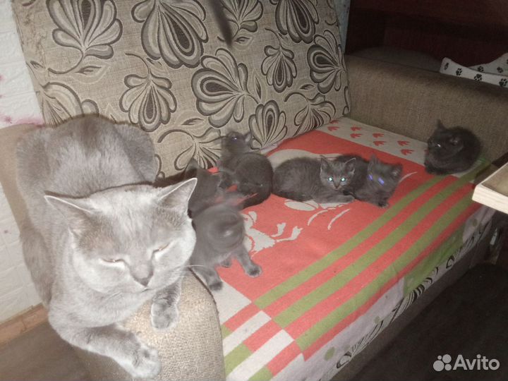 Помесные британцы