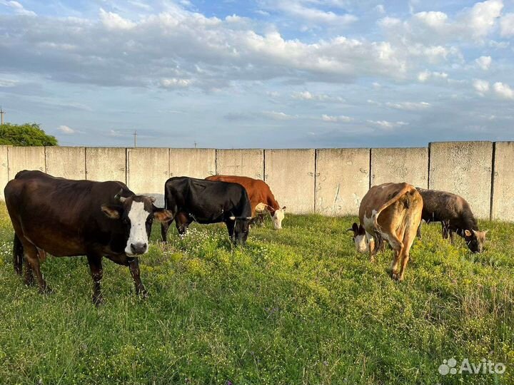 Дойные коровы