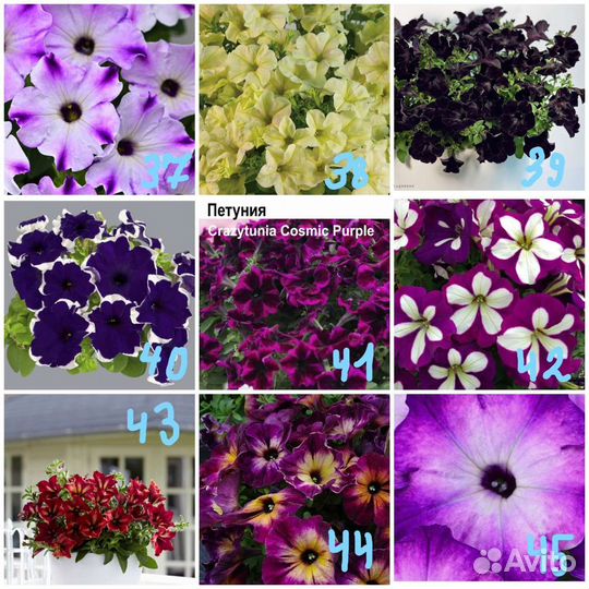 Петуния ампельная