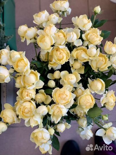 Кустовая роза Джульетта