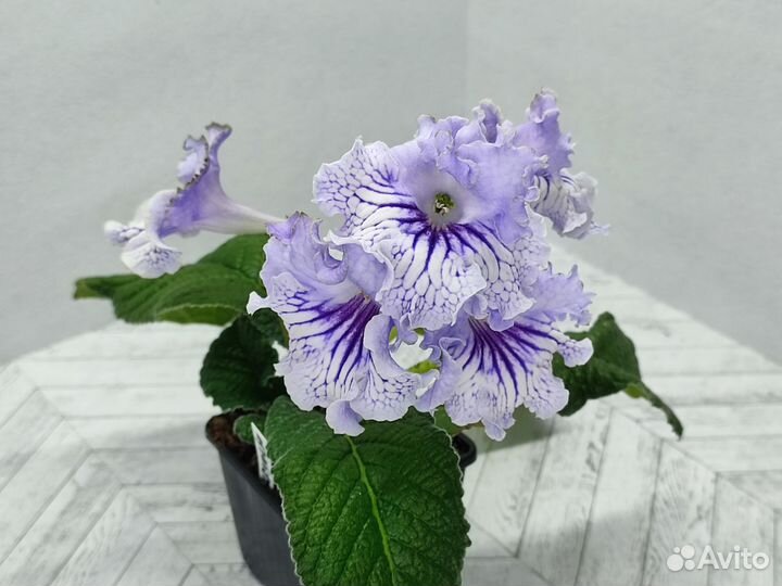 Стрептокарпус детки