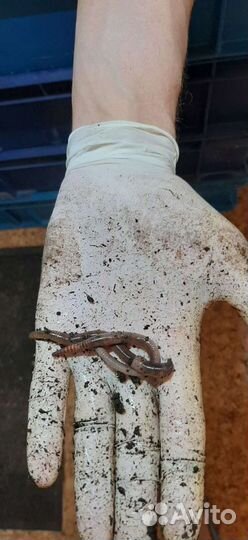 Червь навозный