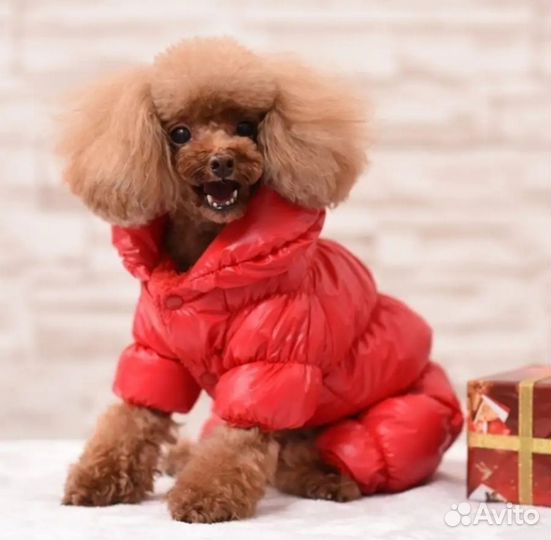 Одежда для собак мелких пород