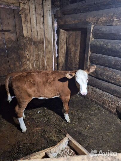 Телёнок порода герефорд