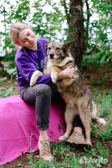 Собака Томочка ждет семью