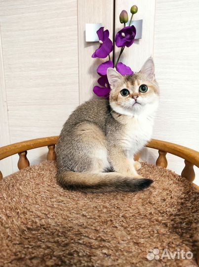 Красавица с изумрудными глазками