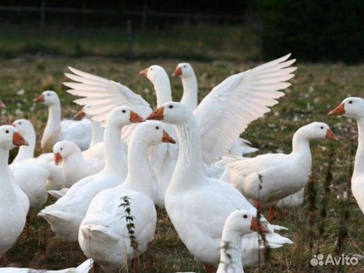 Крупные Гуси порода датский легарт