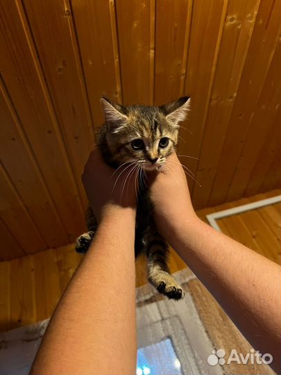 Котята в добрые руки даром