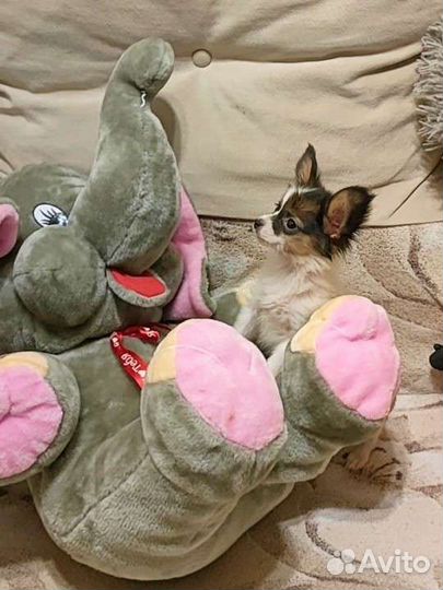 Папийон девочка с РКФ