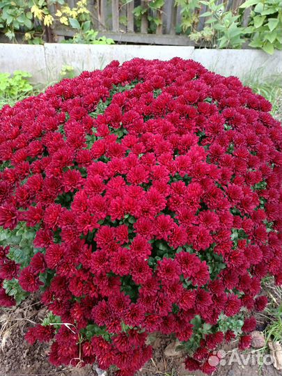 Мультифлора