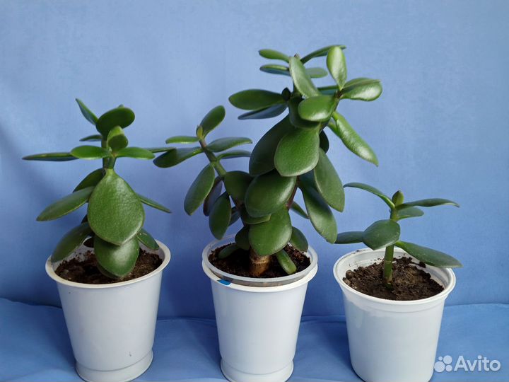 Денежное дерево