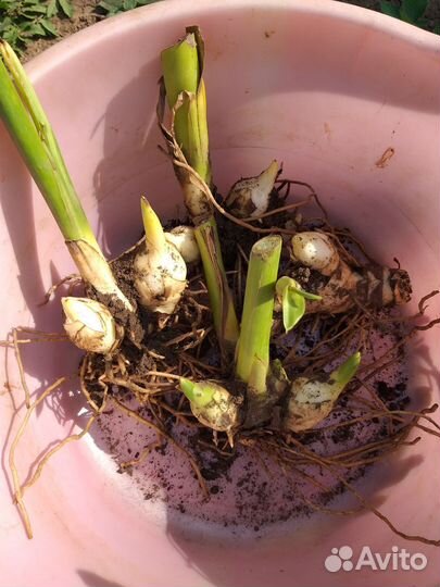 Канны сортовые Клеопатра алые и жёлтые