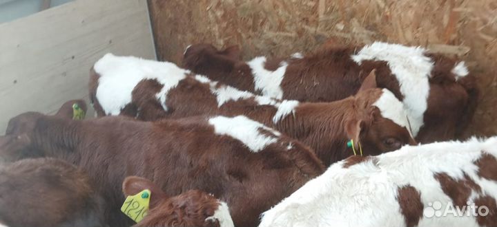 Телята бычки тёлки доставка бесплатно
