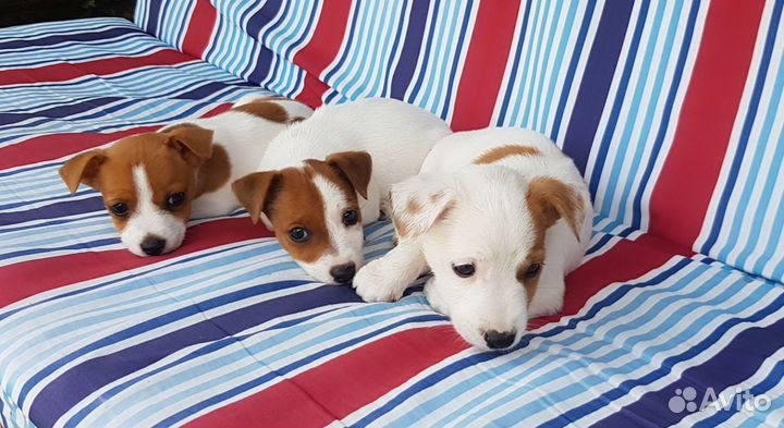 Собаки щенки