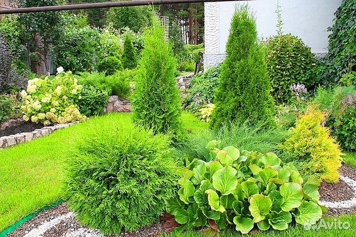 Туи колумна