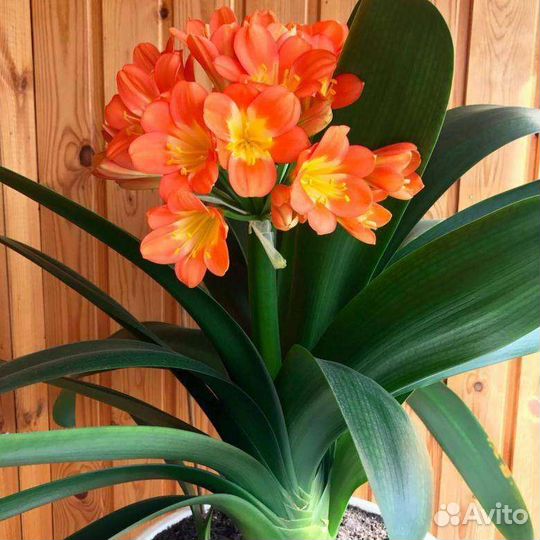 Кливия детки