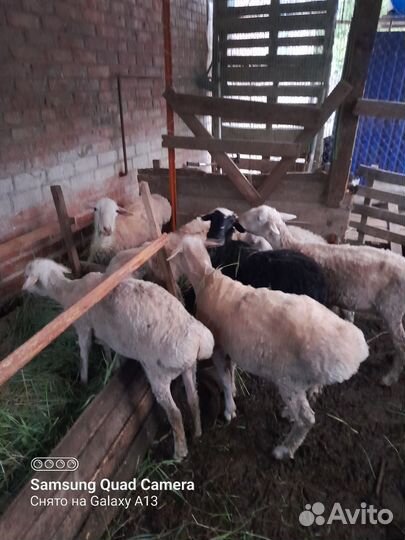 Овцы