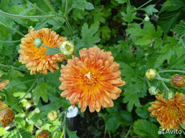 Хризантемы, лилии