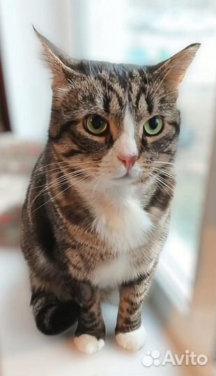 Барсику очень хочется домой