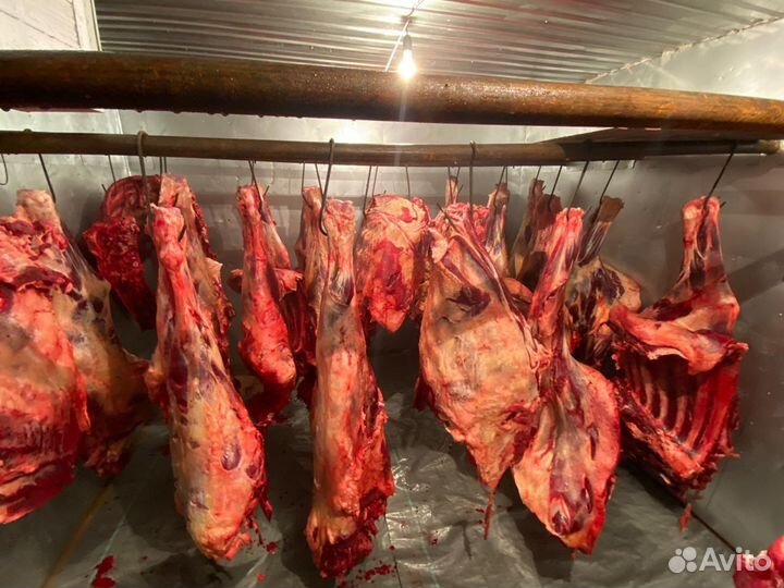 Мясо говядина оптом