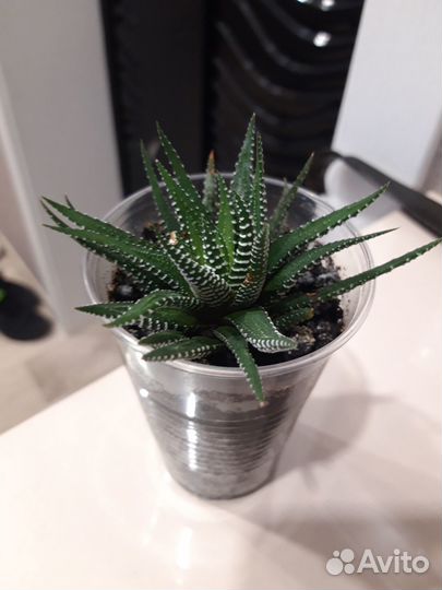 Хавортия полосатая