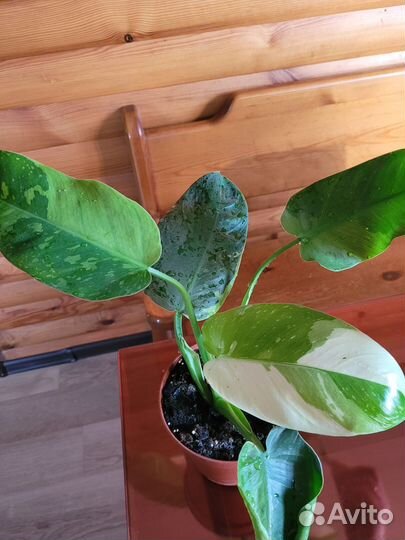 Филодендрон хосе буэно