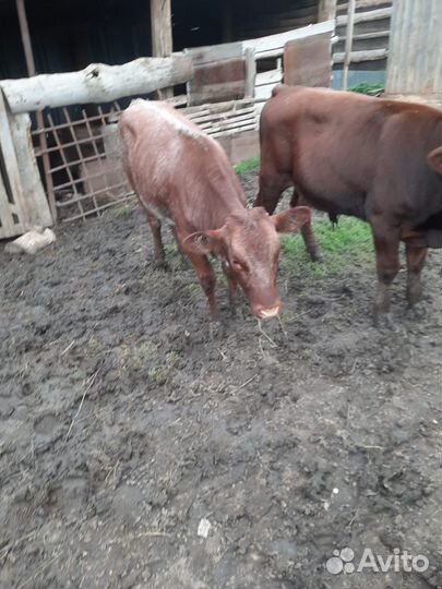 Бычки и телята