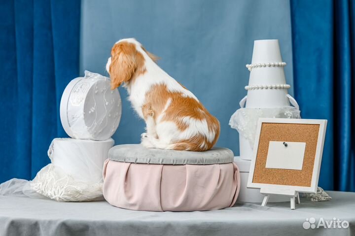 Девочка кавалер кинг чарльз спаниель