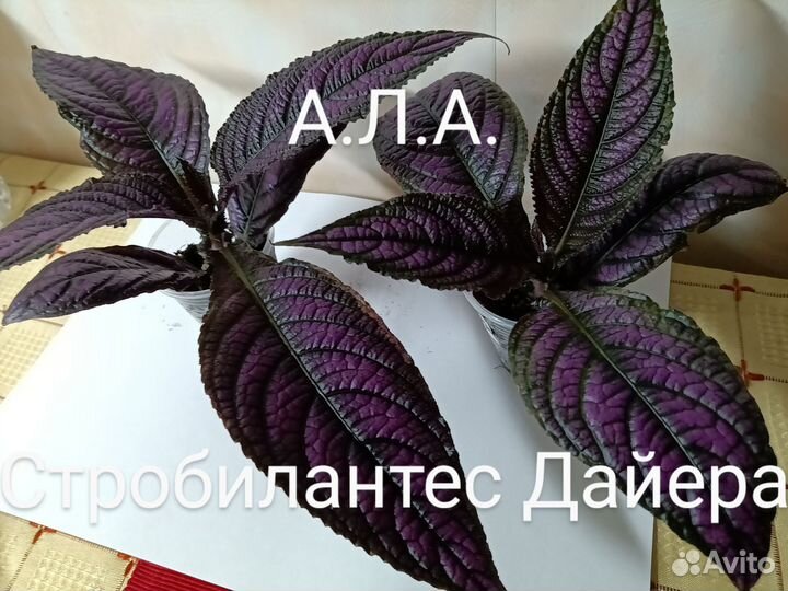 Страбилантес Дайера