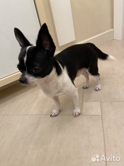 Вязка кобель чихуахуа