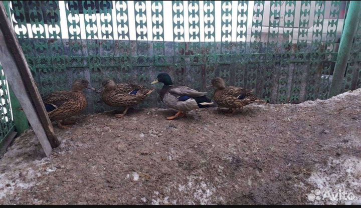 Дикие птицы