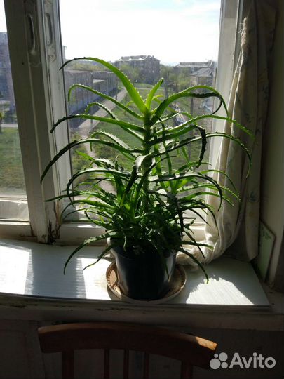 Алоэ,алоэ Вера (с детками)