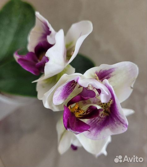 Орхидея фаленопсис бабочка пелорик