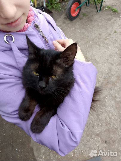 Отдам даром кота