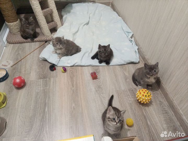 Отдам котят в добрые руки