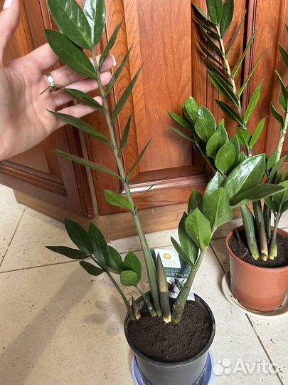 Замиокулькас